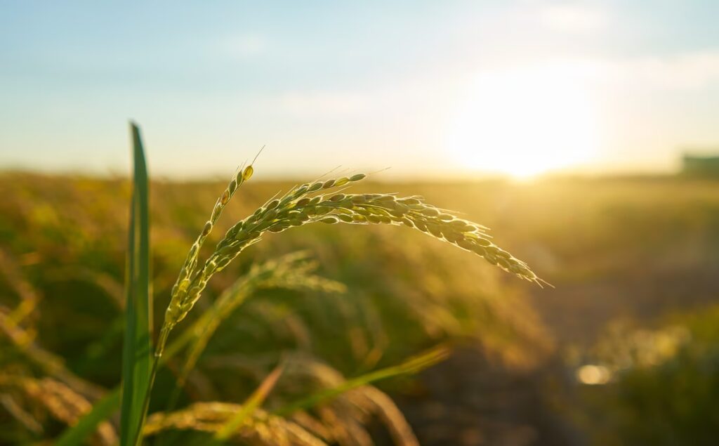 detail-rice-plant-sunset-valencia-with-plantation-out-focus-rice-grains-plant-seed_181624-25838